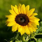 Meine Sonnenblume