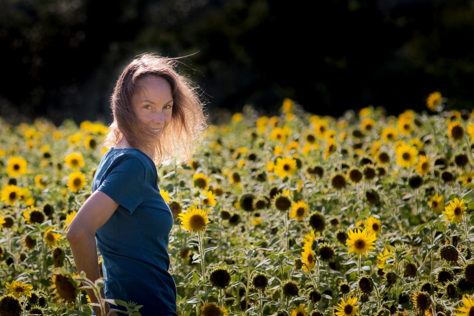 Meine Sonnenblume