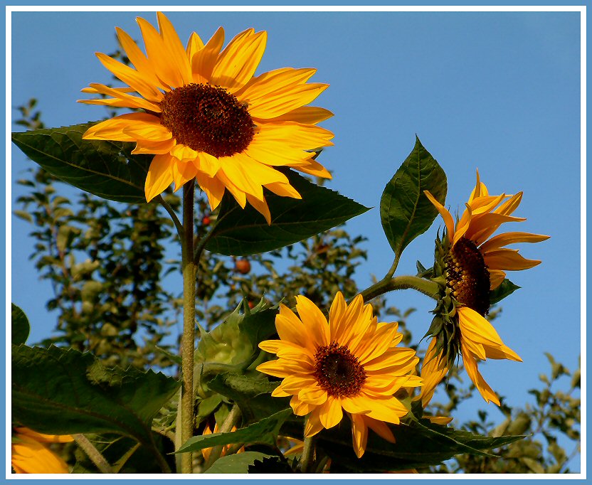 Meine Sonnenblume Foto & Bild pflanzen, pilze & flechten, blüten