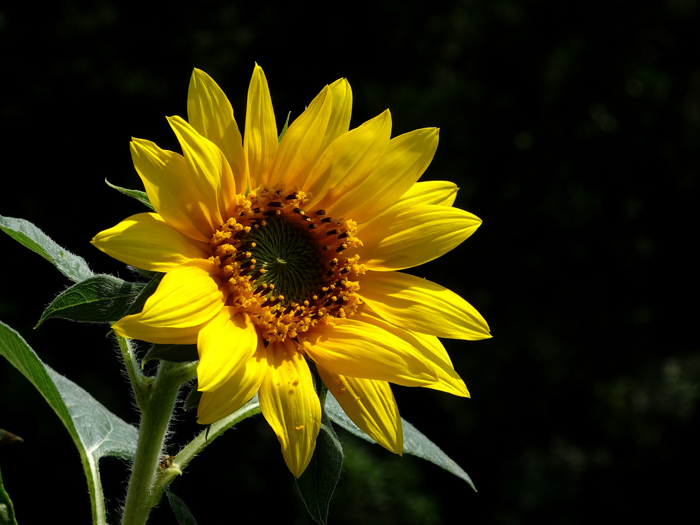 meine Sonnenblume blüht...