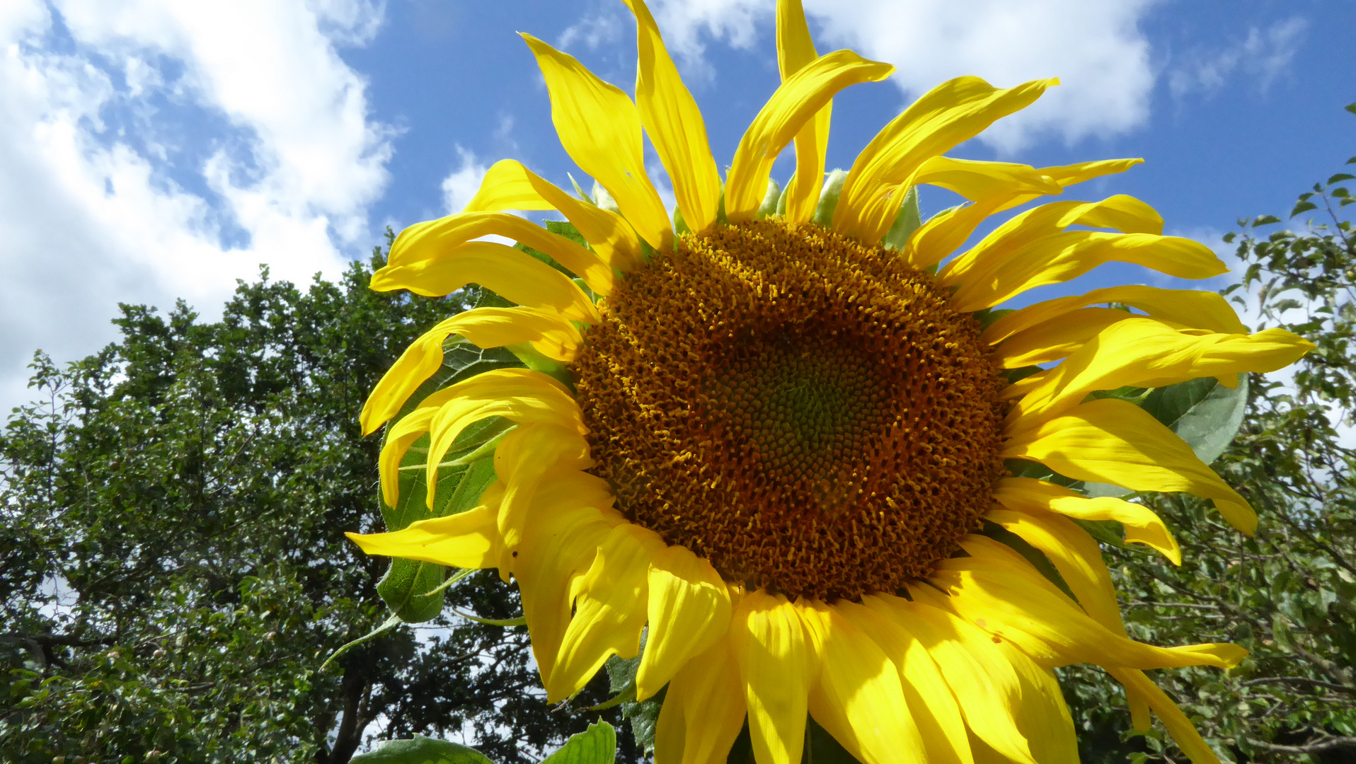 Meine Sonnenblume im Garten 