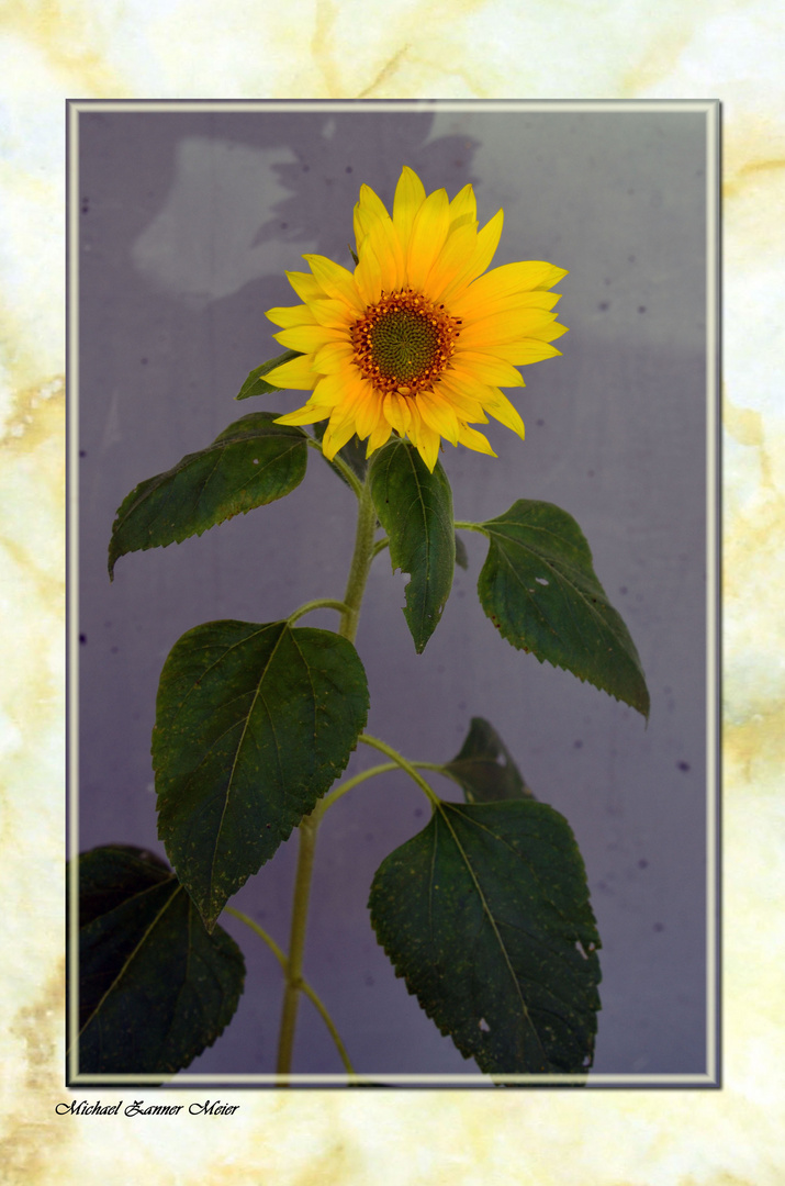 Meine Sonnenblume unter mein Balkon