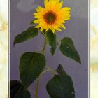 Meine Sonnenblume unter mein Balkon