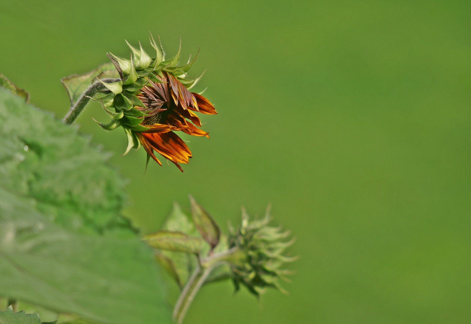 ,,meine sonnenblumen,,