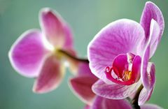 Meine Sonntags - Orchidee