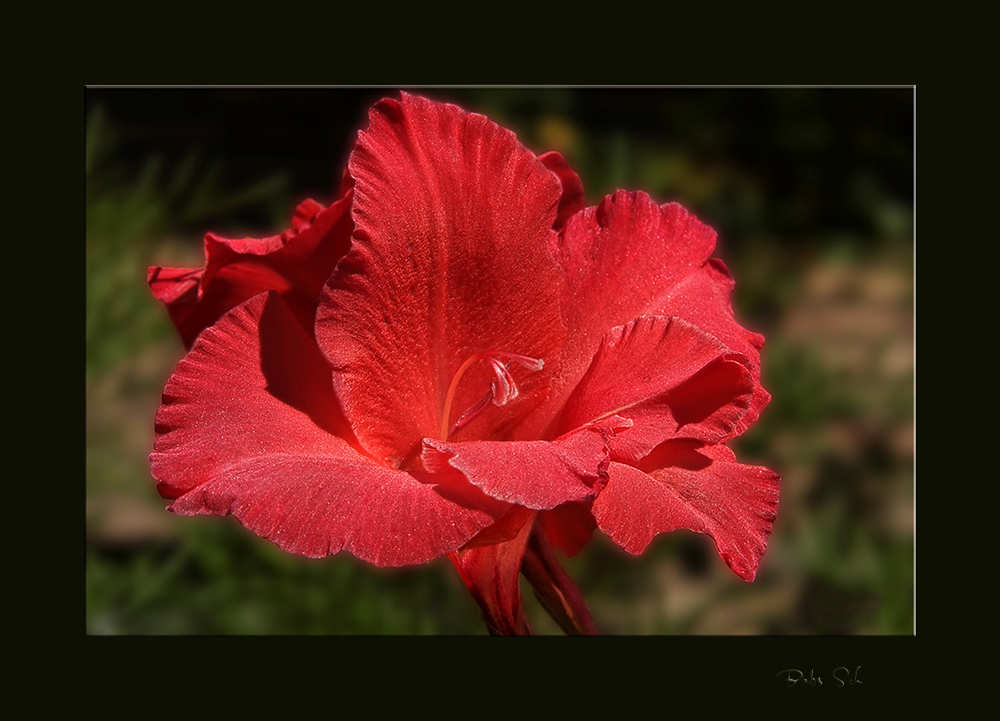 Meine Sonntagsblüte