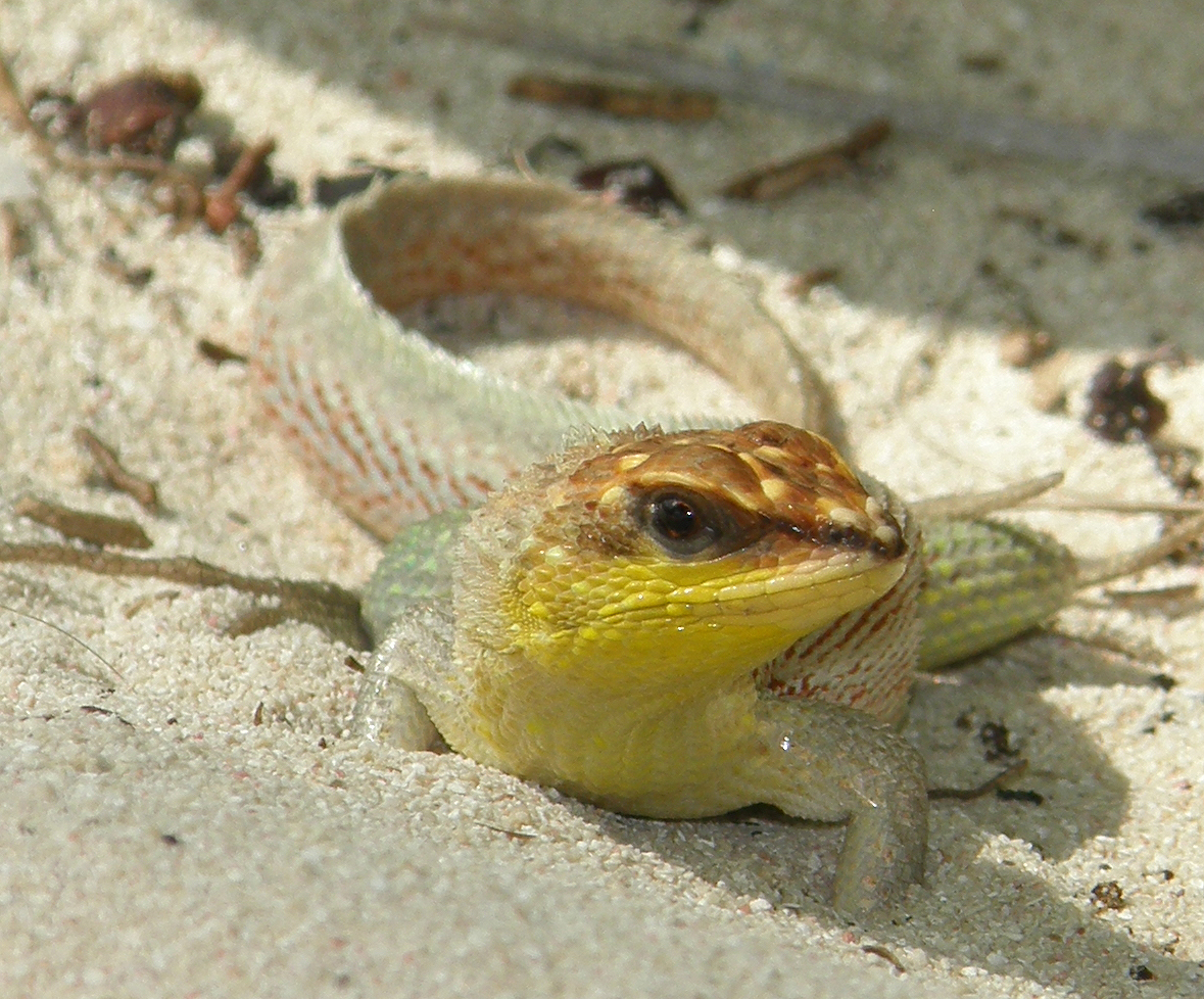 Meine Spuren im Sand