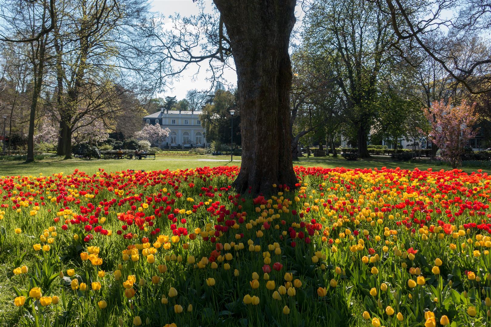 Meine Stadt Bad Godesberg im Frühling!