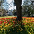 Meine Stadt Bad Godesberg im Frühling!