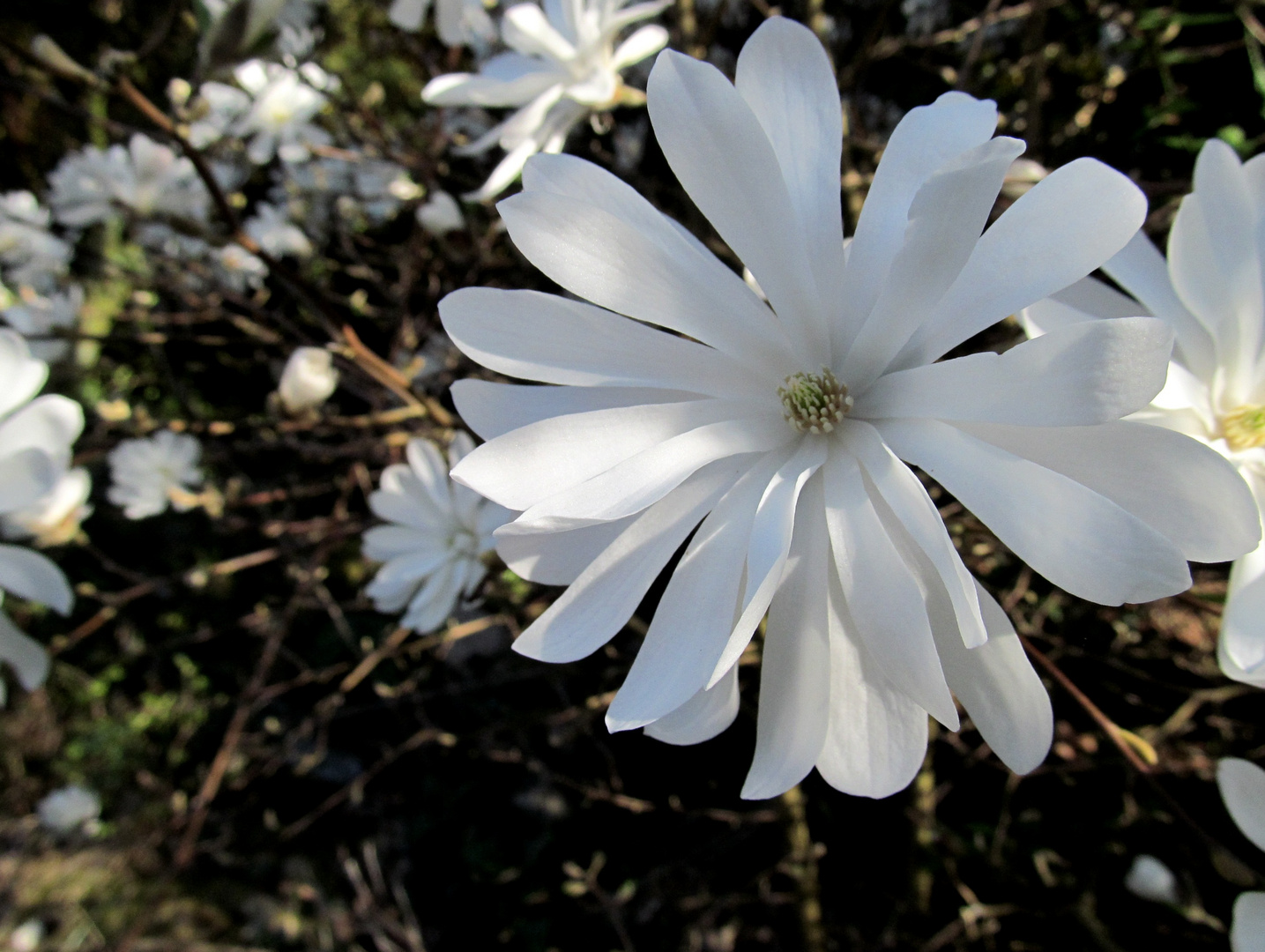 meine Stern Magnolia