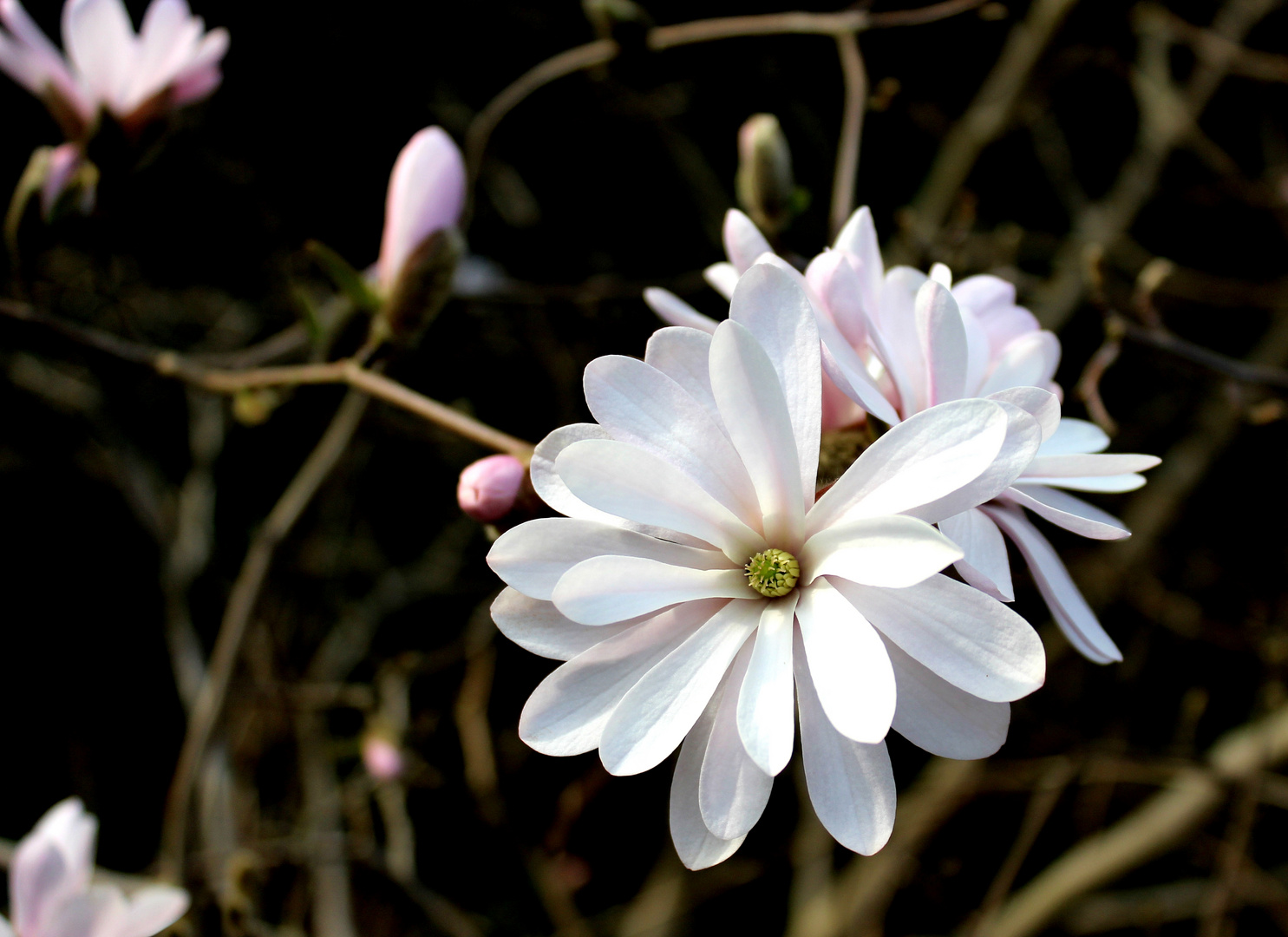 Meine Stern-Magnolie ...