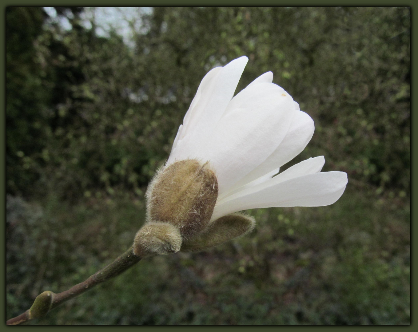 meine Sternmagnolia ....