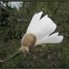 meine Sternmagnolia ....