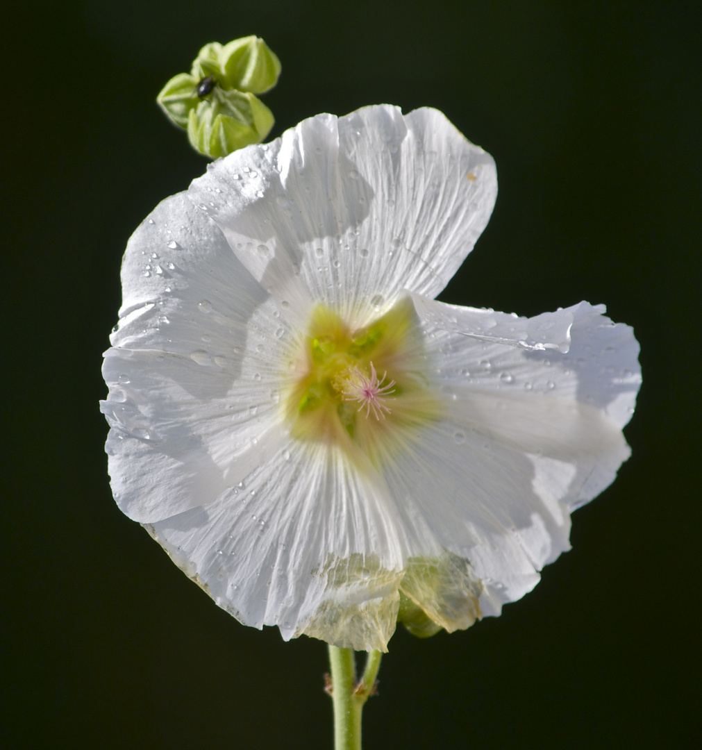 meine Stockrose