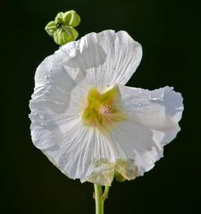 meine Stockrose