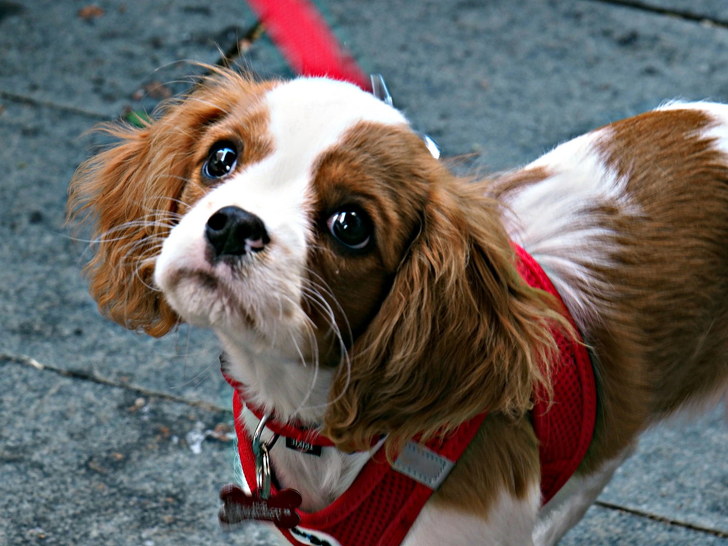 Meine Strassenbekanntschaft-(Cavalier) King Charles Spaniel