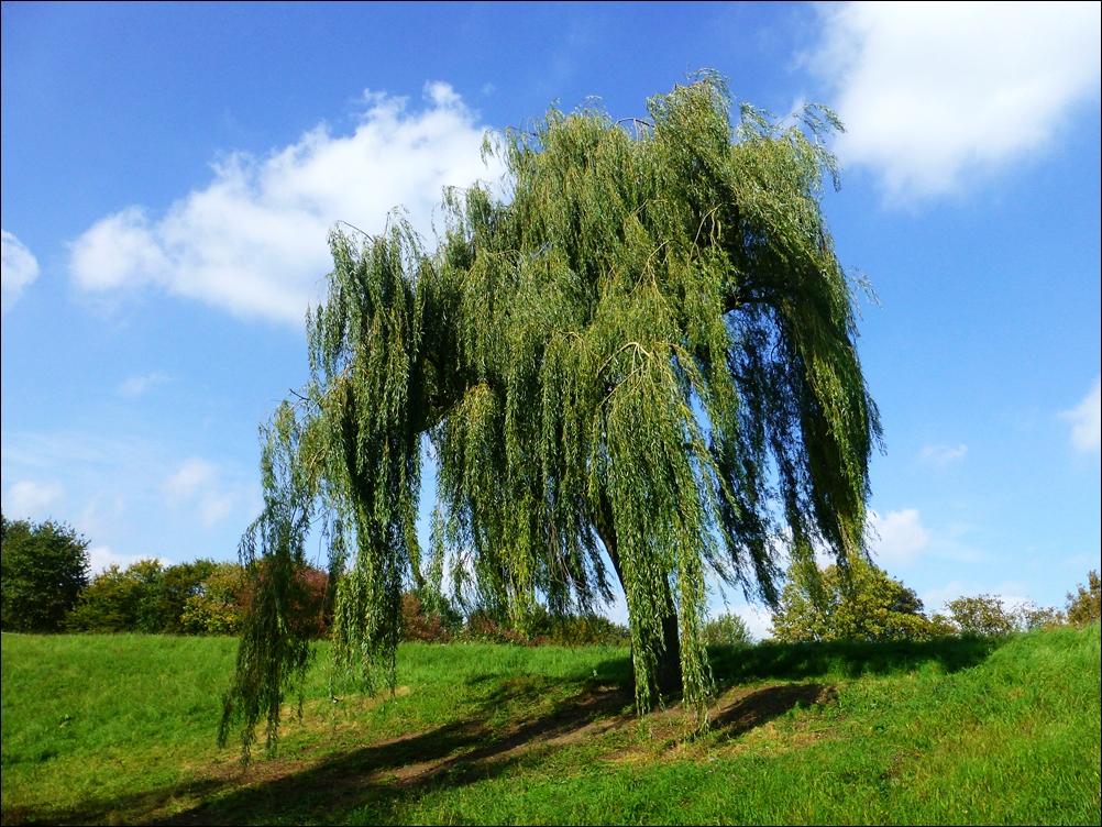 "Meine" Südparktrauerweide