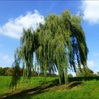 "Meine" Südparktrauerweide