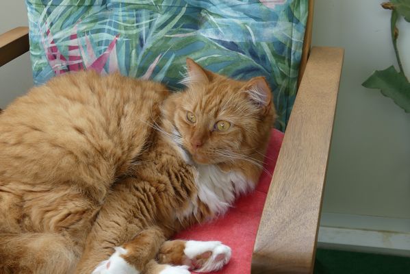 Meine süße Fusselschnute