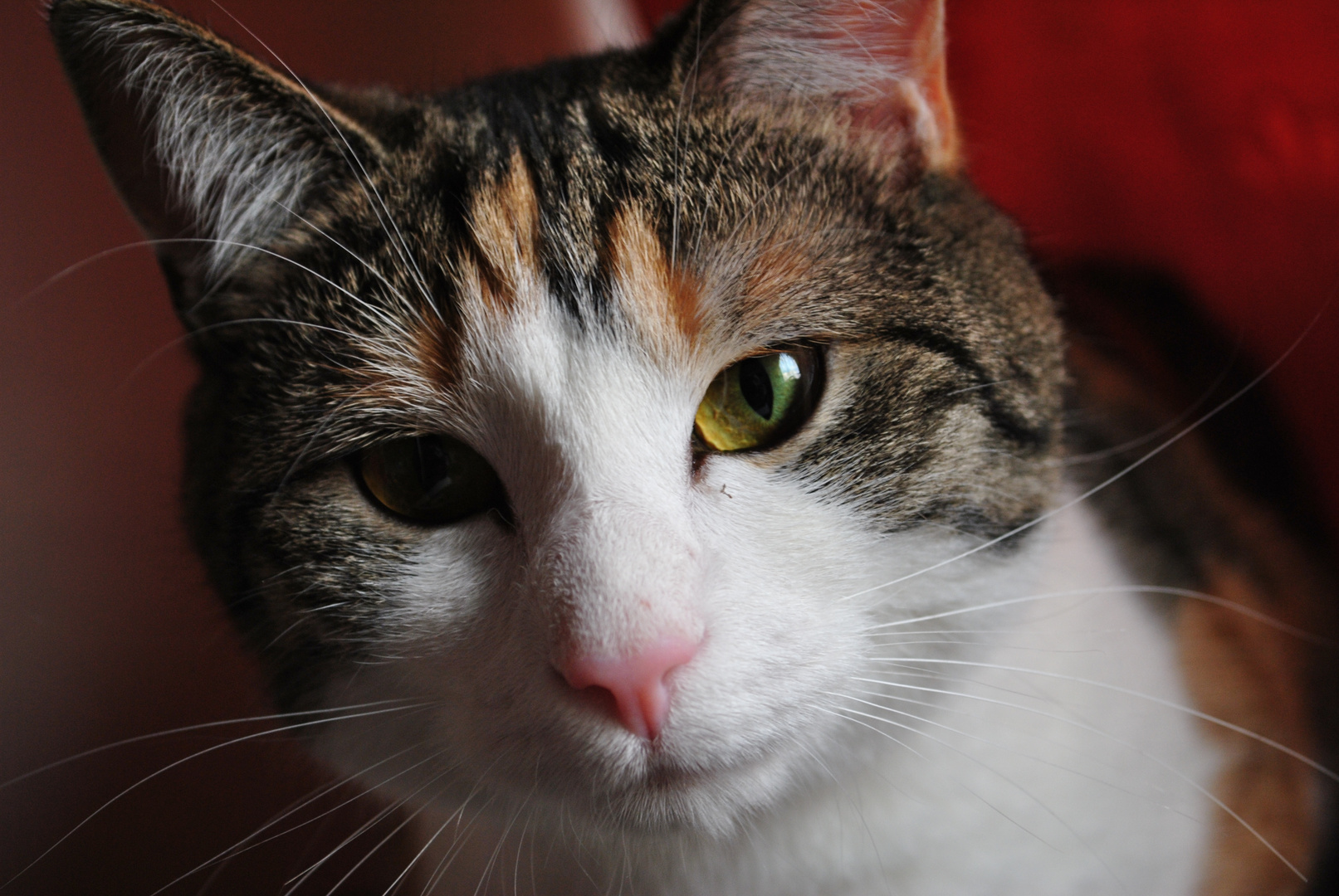 Meine süße katzen Foto & Bild | natur, katzen, tiere Bilder auf