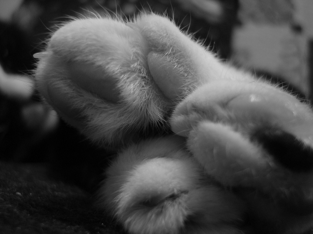 Meine süße Maus :-) Foto & Bild | tiere, haustiere, katzen Bilder auf