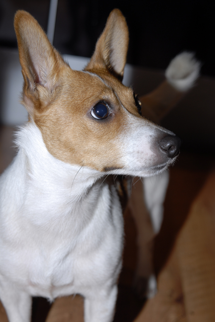 meine süße maus .. :) Foto & Bild | tiere, haustiere, hunde Bilder auf