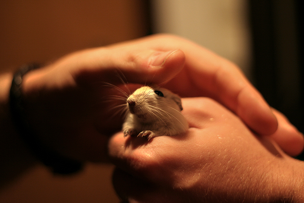 Meine süße Maus... Foto & Bild tiere, haustiere, nagetiere