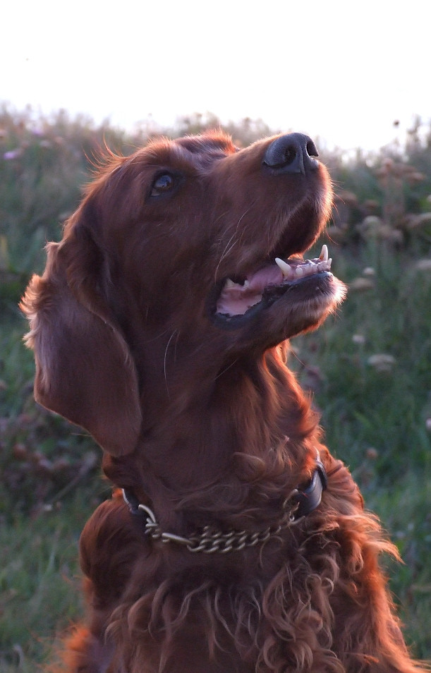 Meine süße Setter-Maus