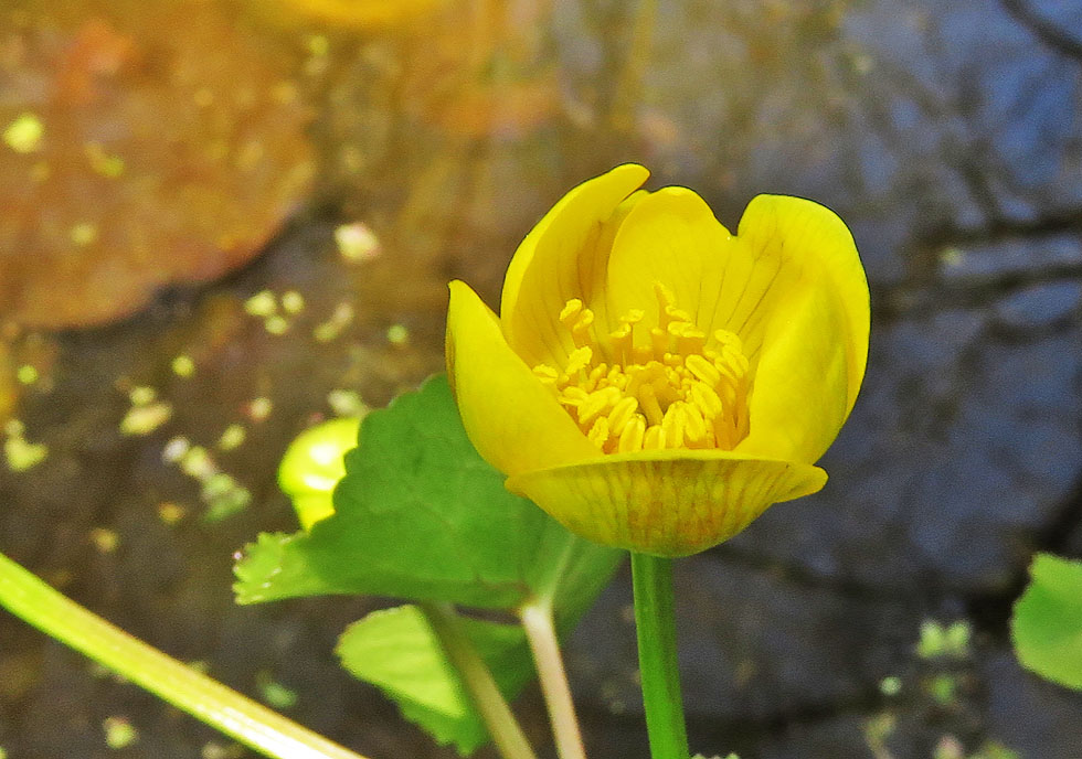 Meine Sumpfdodderblume blüht