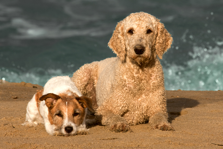 meine Superjungs am Strand