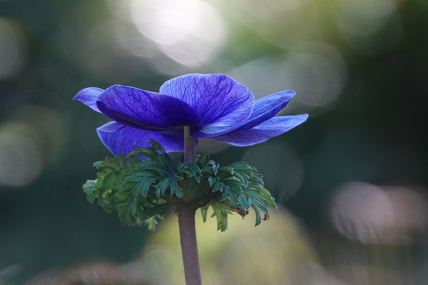 Meine tapfere Kronen-Anemone