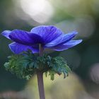 Meine tapfere Kronen-Anemone