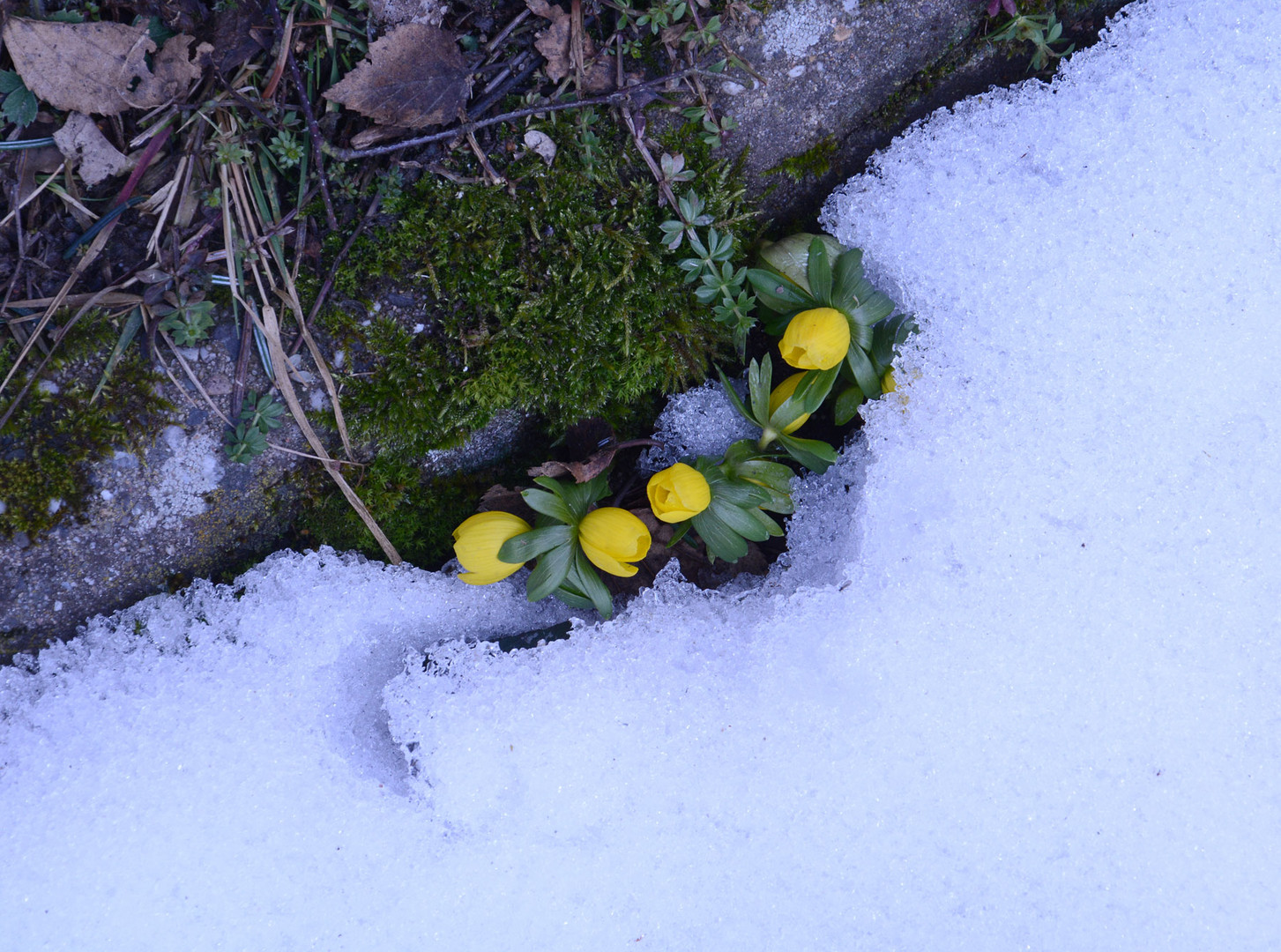 Meine tapferen Winterlinge erscheinen wieder.