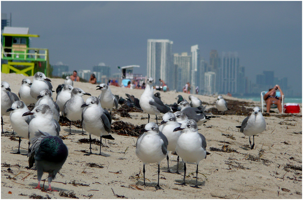 Meine Taube Möven Miami