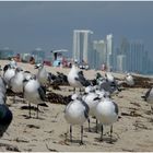 Meine Taube Möven Miami