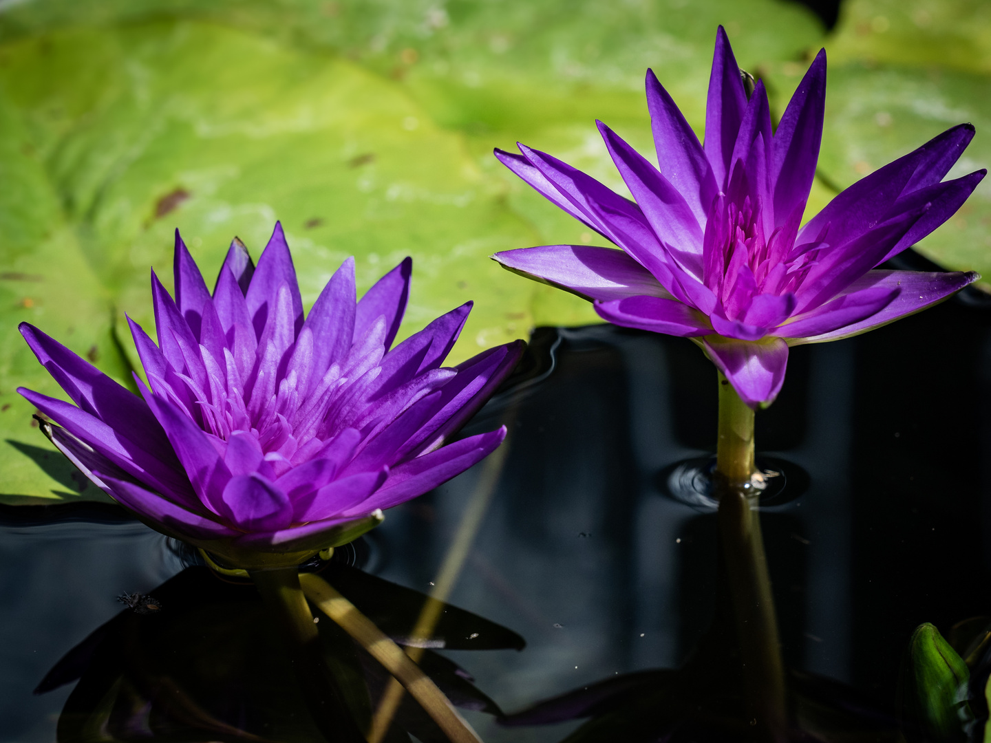 Meine thailändische Seerose ...