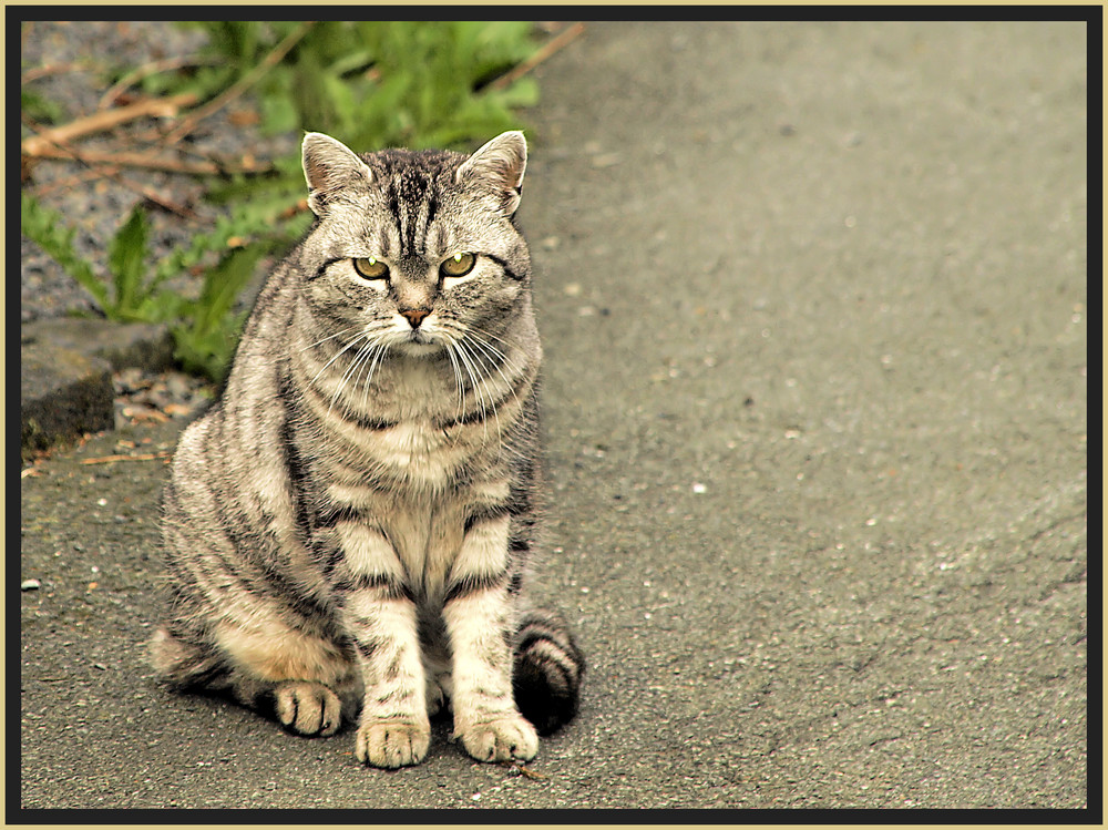 Meine tierischen Bekanntschaften