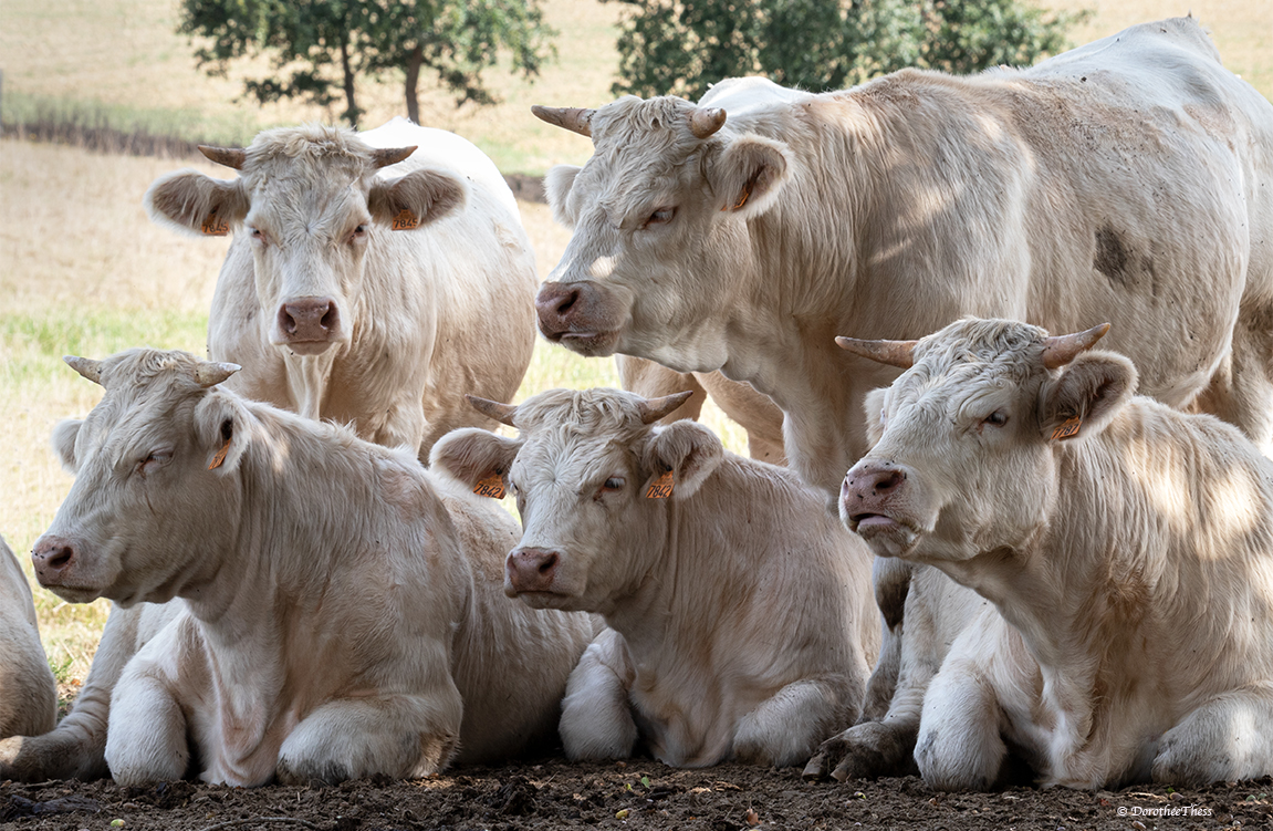 meine tierischen Nachbarn