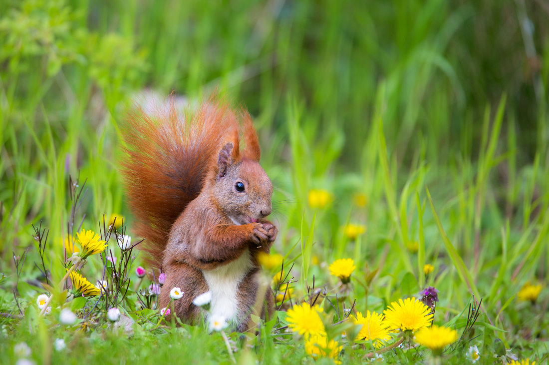 Meine Tierwelt ...