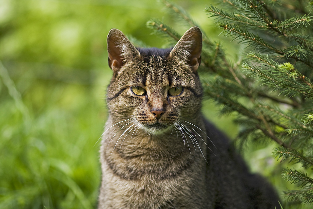 Meine "Tiger"