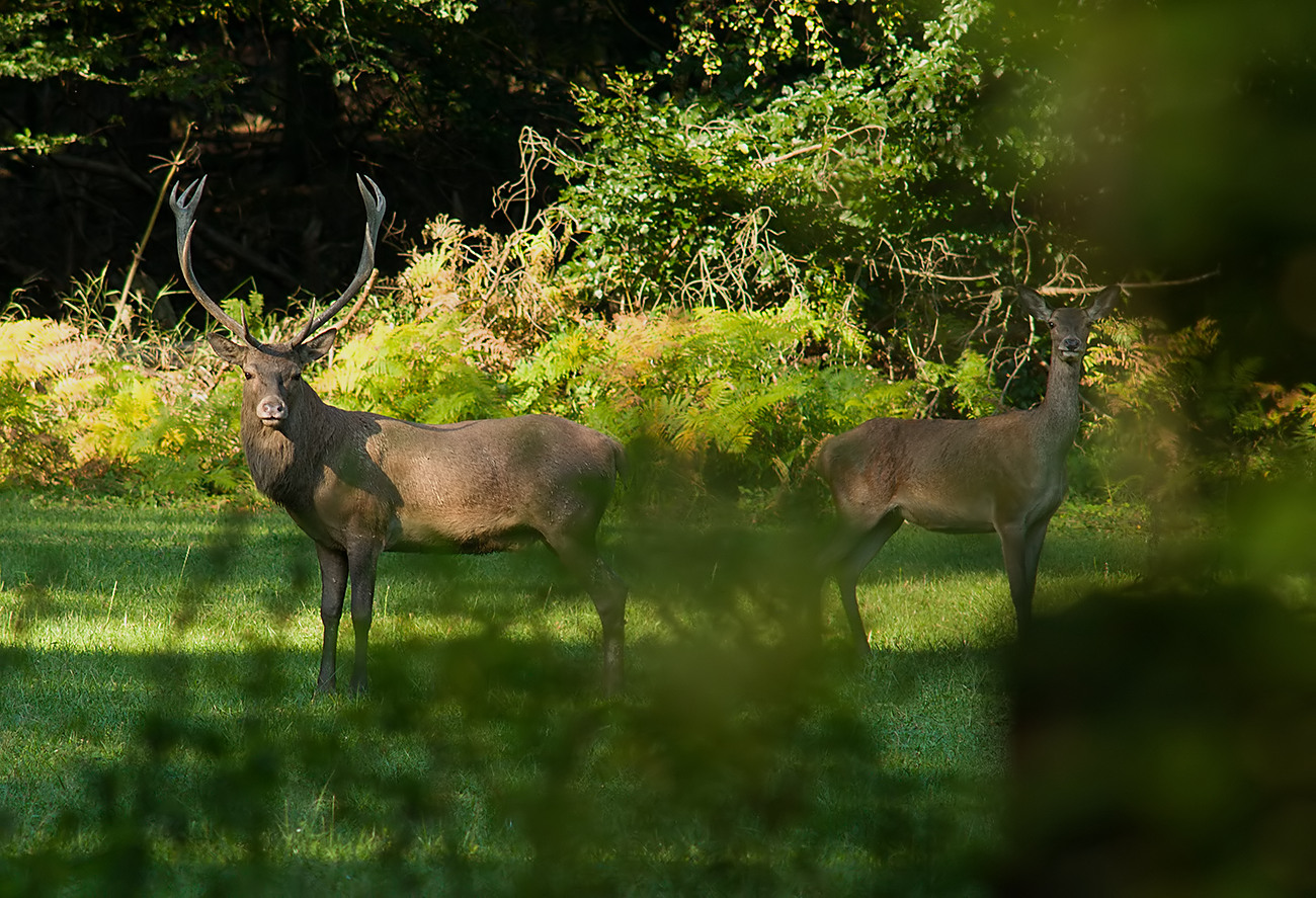 Meine Tochter lässt fragen, wie alt der Hirsch sein könnte...