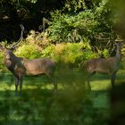 Meine Tochter lässt fragen, wie alt der Hirsch sein könnte...