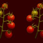 meine Tomaten aus dem Hochbeet (3D-X-View)