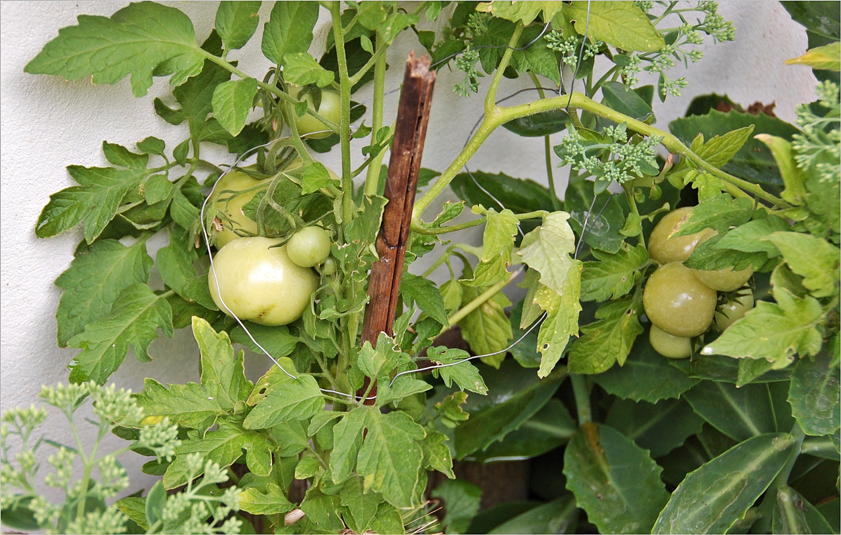 meine Tomatenpflanze am 17. 7. 18