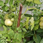 meine Tomatenpflanze am 17. 7. 18