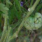 meine Tomatenskulptur