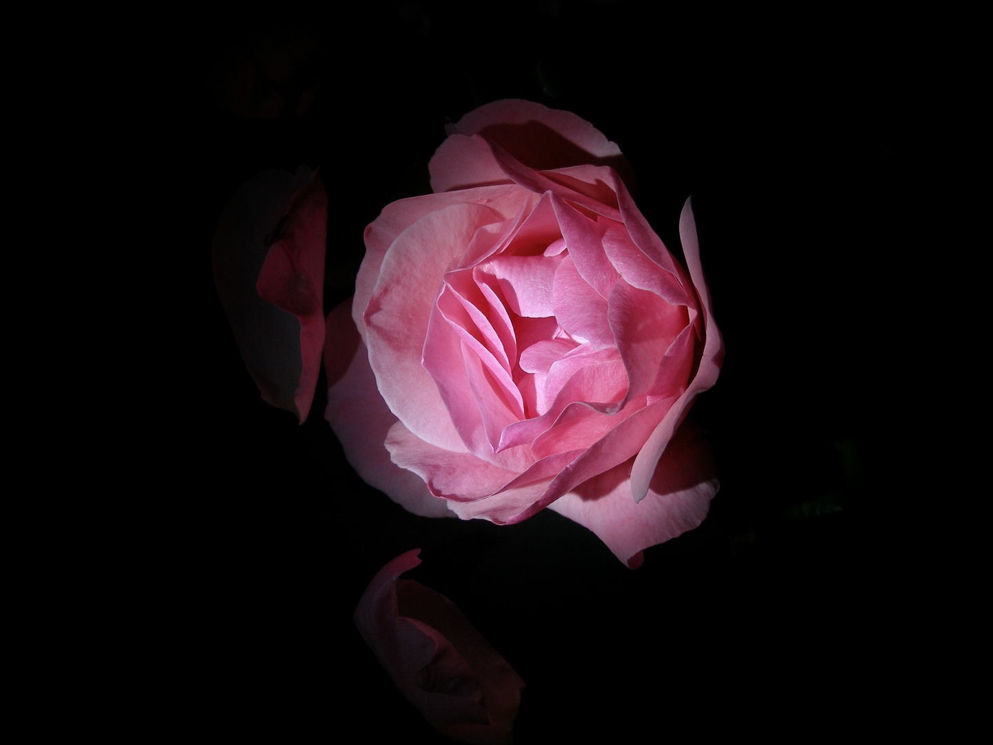 meine trauer rose