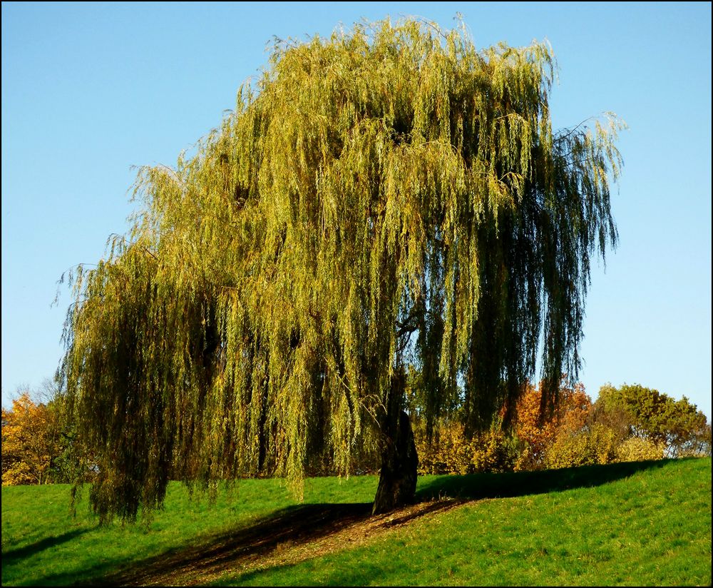 &quot;Meine&quot; Trauerweide 15.11.2017 Foto &amp; Bild natur