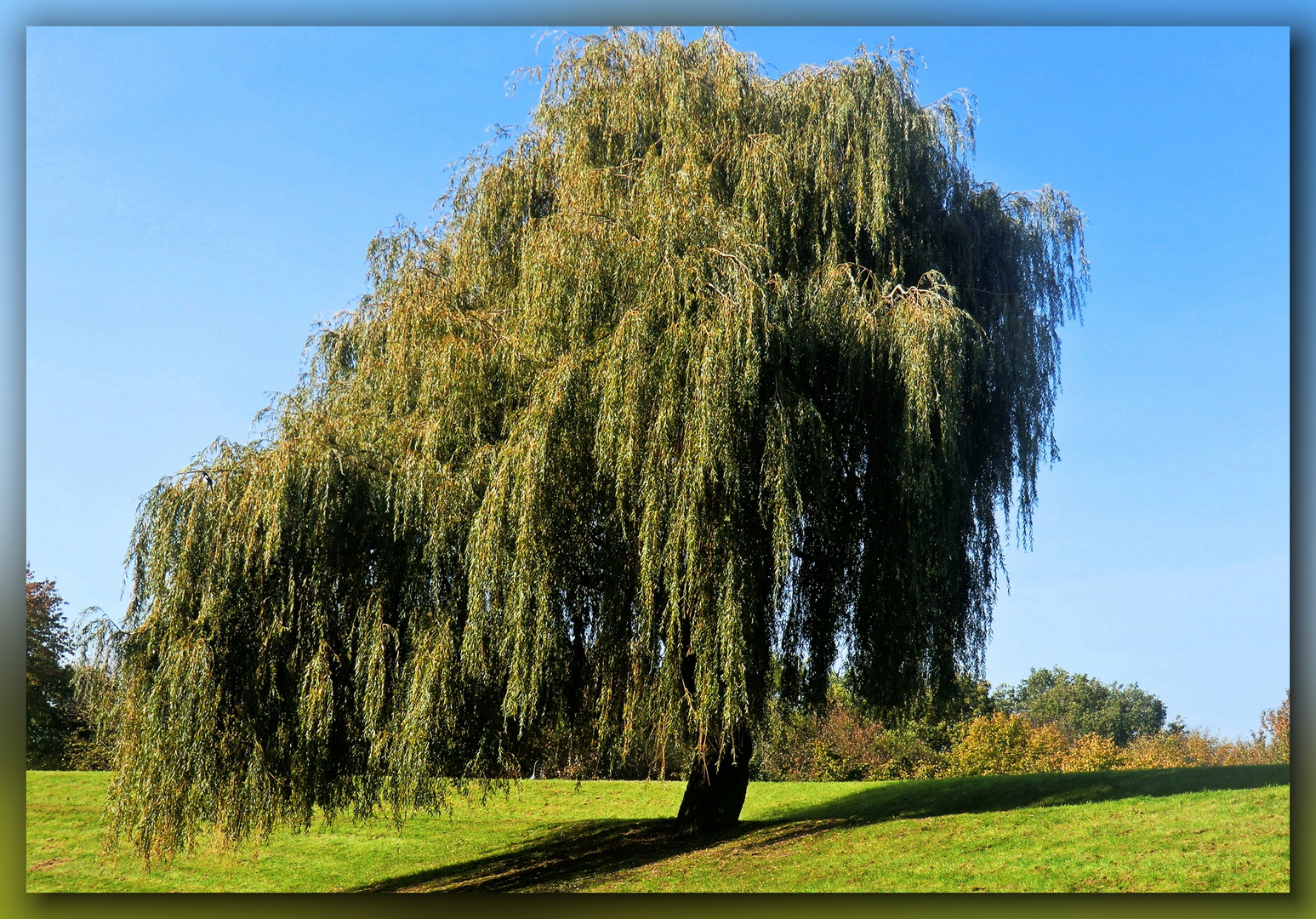 "Meine" Trauerweide im Düsseldorfer Südpark Oktober 2011