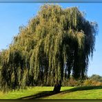 "Meine" Trauerweide im Düsseldorfer Südpark Oktober 2011